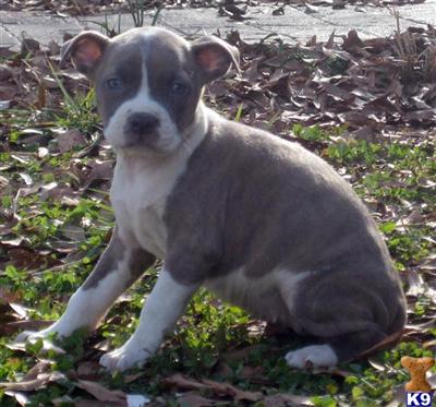 American Pit Bull Puppies for Sale